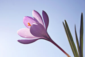 Crocus: one of the first signs of spring! Photo by Bertbthul, sxc.hu.